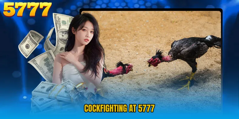 Cockfighting at 5777